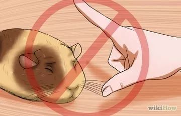 3 Ways to Get Your Guinea Pig to Trust You - wikiHow Golden Hamster, Guinea Pig Diy, Hamster Diy, Guinea Pig Food, Class Pet, Baby Guinea Pigs, Hamster Care, Guinea Pig Bedding, A Hamster