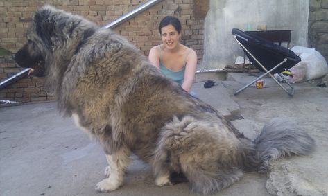 Caucasian Ovcharka Dog Info, Temperament, Puppies, Training, Pictures Russian Bear Dog, Russian Dogs, Massive Dogs, Caucasian Shepherd Dog, Caucasian Shepherd, Biggest Dog, Tibetan Mastiff, Huge Dogs, Terra Nova