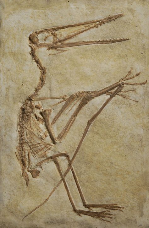 Archaeopteryx Archaeopteryx Fossil, Fossil Bones, Rocks And Fossils, Dinosaur Skeleton, Ancient Animals, Paleo Art, Extinct Animals, Dinosaur Fossils, Dinosaur Art