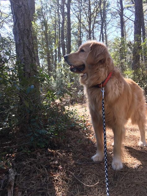 ~ GOLDEN ON A WALK IN THE WOOODS ~ Walking Golden Retriever, Fake Insta, Puppy Stages, Best Dogs For Families, A Golden Retriever, Morning Walk, Great Pyrenees, Golden Retrievers