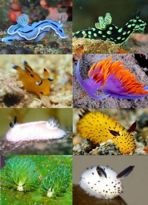 Silly Sea Creatures, Sea Bunnies, Cool Sea Creatures, Sea Bunny, Sea Slugs, Cute Small Animals, Sea Slug, Beautiful Sea Creatures, Underwater Creatures