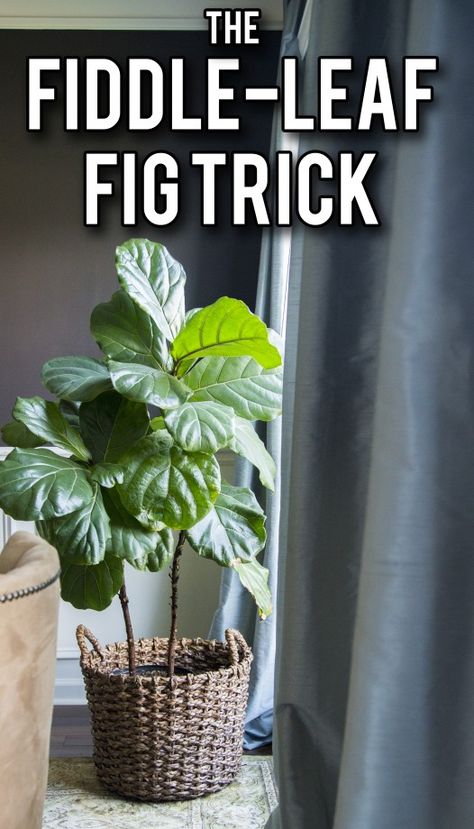 Fiddle Faddle, Fiddle Leaf Fig Care, Fiddle Leaf Tree, Fig Plant, Decorative Plants, Fiddle Fig, Thrifty Thursday, Fiddle Leaf Fig Tree, Ficus Lyrata