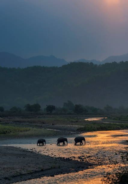 3,091 Jim Corbett National Park Stock Photos, Pictures & Royalty-Free Images - iStock Asiatic Elephant, Group Of Elephants, Corbett National Park, Jim Corbett National Park, Herd Of Elephants, Elephant Walk, Jim Corbett, Wild Elephant, Wildlife Reserve