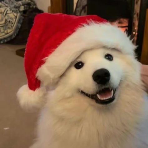 Cute Animals Icon, Cute Pfp Christmas, Christmas Dog Pfp, Cartoon Christmas Pfp, Cat Boy Pfp, Christmas Icons Aesthetic, Samoyed Christmas, Cat Pfp Cute, Christmas Cat Pfp