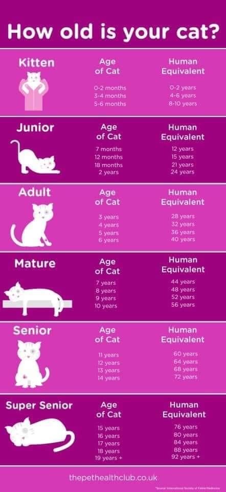 Ways To Pet Your Cat, Cat Age Chart, Age Chat, Katt Grejer, Witch Spells, Cat Years, Fun Animals, Cat Fun, Anak Haiwan