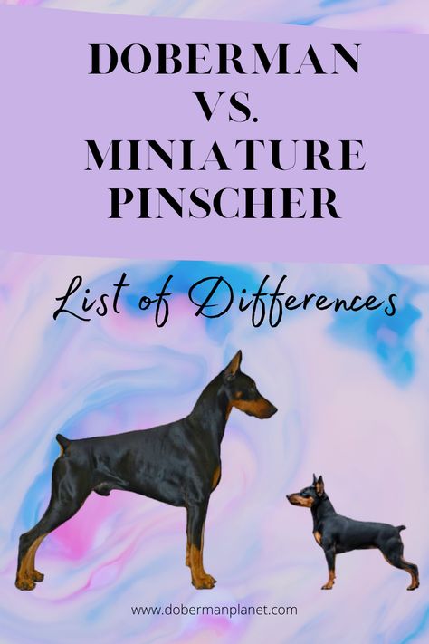 Is their size the only difference? Certainly not! Visit dobermanplanet.com to find a list of differences between these two breeds. #doberman #miniaturepinscher #minpin #dobermanplanet Min Pin Dogs Mini Pinscher, Minpin Mini Pinscher, Mini Doberman Pincher, Catahoula Leopard Dog Facts, Miniature Pinscher Art, Mini Dogs Breeds, Dog Facts Interesting, Min Pinscher, Min Pin Puppies