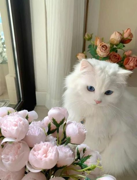 All About Flame Point Ragdoll Cats | Cute Ragdoll Cats Aesthetics Haiwan Lucu, Cat With Blue Eyes, Image Chat, Cute Cat Breeds, Cute Little Kittens, Cute Cats Photos, Cute Cat Wallpaper, Ragdoll Cat