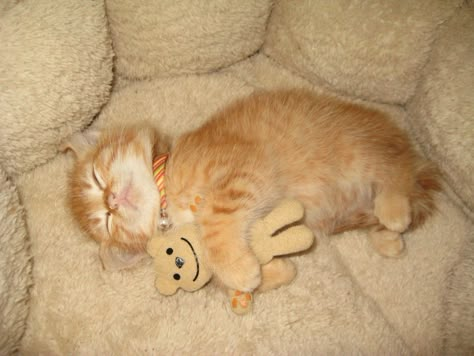 Cat Hug, Silly Cats Pictures, Orange Cats, Baby Kittens, Silly Animals, Cat Sleeping, Silly Cats, Baby Cats, Cute Funny Animals