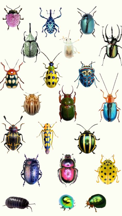 bugs 🪲🌀 #beetles #bugs #collage #squirmy Moth Pattern, Bugs Life, Mixed Media Crafts, Pretty Animals, Collage Poster, Program Ideas, Bugs And Insects, Rainbow Color, Negative Space