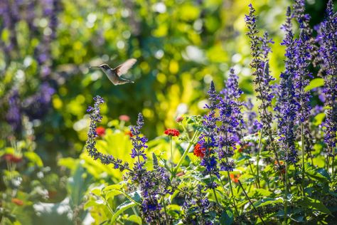 How to Attract Hummingbirds to the Garden – P. Allen Smith Pollinator Garden Design, Attract Hummingbirds, Flower Bed Designs, Porch Flowers, Native Plant Gardening, Hummingbird Garden, Shade Flowers, Have Inspiration, Pollinator Garden