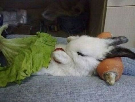 Sleeping bunny Benny And Joon, Bunny Beds, Sleeping Bunny, Good Night Funny, Rabbit Pictures, Funny Rabbit, Cute Bunny Pictures, Bunny Pictures