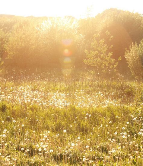 Manipura Chakra, Open Field, Arte Inspo, Yellow Aesthetic, Mellow Yellow, Nature Aesthetic, Beautiful Images, Happy Places, Beautiful Places