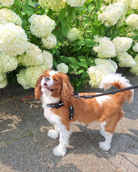 I'm ready for a picture, Mom ! 🥰🥰🥰 . . . . . . . . . #blenheim #blenheimcavalier #blenheimpuppy #blenheimcavalierkingcharlesspaniel #cavalier #cavaliersofinstagram #cavalierpuppy #cavaliercommunity #kingcharlescavalier #kingcharlespuppy #itscavthing #kingcharlesofinstagram #kingcharlesspaniel #cavalierblenheim #cavalierlove #ckcspaniel  #cavalierking #cavalierclub #cavlife💯🐶 #cavmom #kingcharlesblenheimspaniel #cavalierlife #kingcharlescavaliers #kingcharlesofinstagram #kingcharlesspanielsofi... Cavalier King Charles Spaniel Blenheim, King Spaniel, Cavalier Dog, King Charles Cavalier, King Charles Puppy, Pet Bunny Rabbits, Cavalier Puppy, Cavalier Spaniel, King Charles Dog