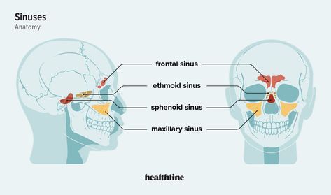 Sinus Cavities in the Head: Anatomy, Diagram & Pictures Sinus Anatomy, Physiology Notes, Maxillary Sinus, Sinus Cavities, Anatomy Bones, Head Anatomy, Facial Anatomy, Nasal Cavity, Body Map