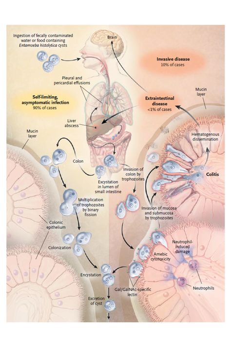 Entamoeba histolytica | Global Water Pathogen Project Entamoeba Histolytica, Developing Country, Life Cycle, Life Cycles, Aesthetic Pictures, Presentation, Water, Quick Saves