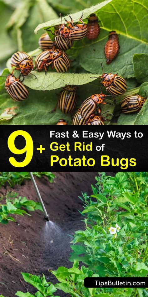 Potato Bugs, Plant Bugs, Natural Insecticide, Sweet Potato Vine, Natural Pesticides, Organic Pesticide, Bug Killer, Potato Vines, Garden Bugs