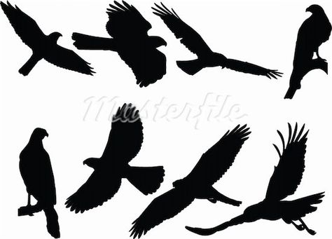 Get a (small) tattoo Hawk Silhouette Tattoo, Small Hawk Tattoo, Hawk Tattoo Small, Hawk Silhouette, Bird Of Prey Tattoo, Bird Silhouettes, Hawk Logo, Hawk Tattoo, Eagle Silhouette