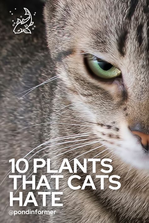 Plants That Cats Wont Eat, House Plants Cats Wont Eat, Plants Cats Hate, Plants That Repel Cats, Wearable Plant, Homestead Food, Cats Plants, Creating A Garden, Garden Sanctuary