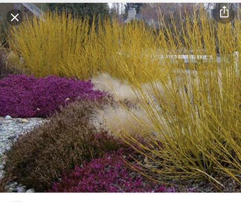 Purple Ground Cover, Sedum Ground Cover, Cornus Sericea, Yellow Twig Dogwood, Lake Landscaping, Plant Combos, Countryside Photography, Red Twig Dogwood, Twig Dogwood