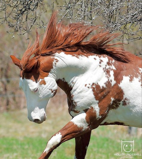 Chestnut and white paint / pinto horse. Pinto Horse, Horse Pattern, Western Horse, Horse Coloring, Pretty Horses, White Paint, Horse Painting, Wild Horses, Horse Lover