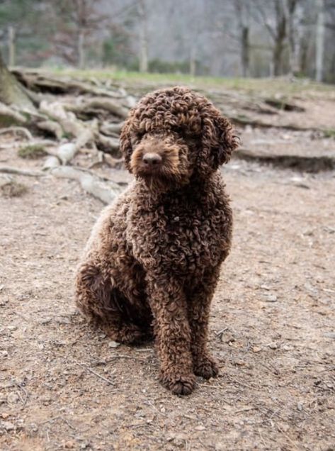 Lagoto Romanjolo, Lagotto Romagnolo Puppy, Spanish Water Dog, Lagotto Romagnolo, Diy Dog Costumes, Purebred Dogs, Cardigan Winter, Water Dog, Dogs Pooping