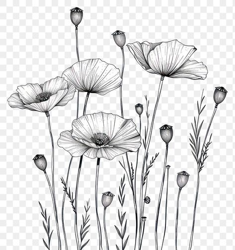 Flower Field Drawing, Black And White Poppy, Poppy Flower Field, Poppy Flower Drawing, White Poppy Flower, Field Drawing, Flower Black And White, Flower Poppy, Flower Sketch