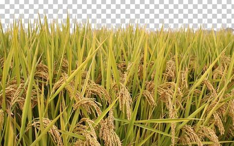 Padi Png, Rice Field Background, Rice Png, Rice Paddy Fields, Rice Cultivation, Alcohol Benefits, Rice Farming, Rice Crop, Hd Landscape