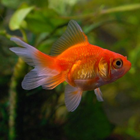 Fantail Goldfish, Red Goldfish Reference Photo, Chunky Goldfish, Goldfish Reference, Goldfish Photo, Shiny Fish, Goldfish Breeding, Marine Core, Common Goldfish, Goldfish Food