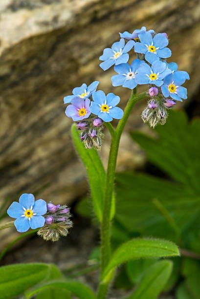 Forget Me Not Plant, Alpine Forget Me Not, Forgetmenots Flowers, Forget Me Knots, Forget Me Nots Flowers, Scottish Flowers, Wild Flower Meadow, Forget Me Not Flowers, Woodland Flowers