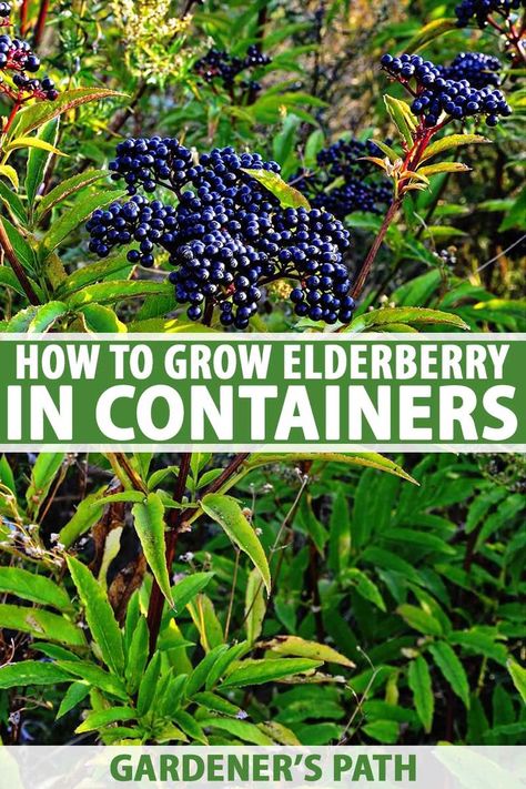 Elderberry Growing, Elderberry Plant, Elderberry Bush, Elderberry Recipes, Growing Fruit Trees, Growing Fruit, Container Garden, Fruit Garden, Veggie Garden