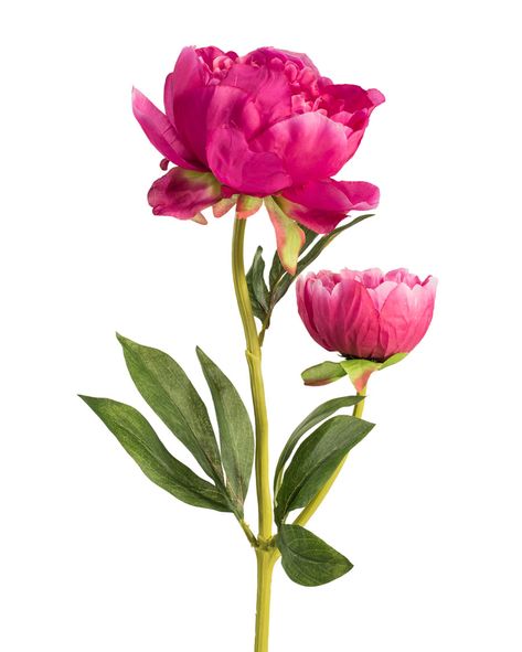 Peony Bulbs, Ideas For Wallpaper, Silk Flower Centerpieces, Peony Leaves, Pink Rose Tattoos, Flowers Peonies, Wallpaper Flowers, Flower Stems, For Wallpaper