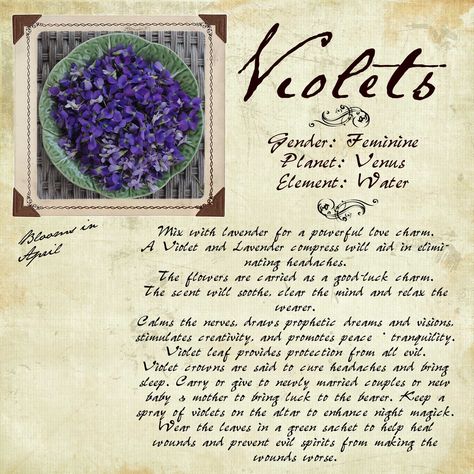 Wild violets Herb Pantry, Wiccan Designs, Violets Flower, Herbal Grimoire, Garden Witch, Herbal Essence, Flower Magic, Magickal Herbs, Healing Garden