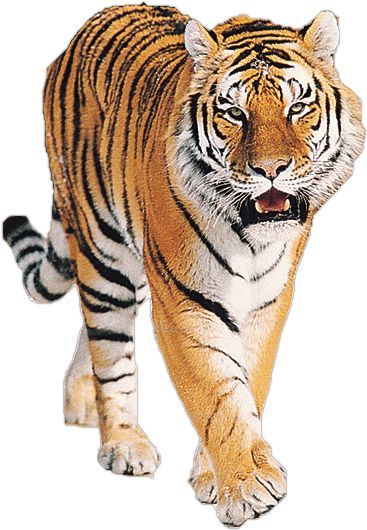 Tiger Facts, Tiger Png, Tiger Images, Tiger Gifts, Cat Species, Tiger Pictures, Wild Tiger, Studio Background Images, Siberian Tiger