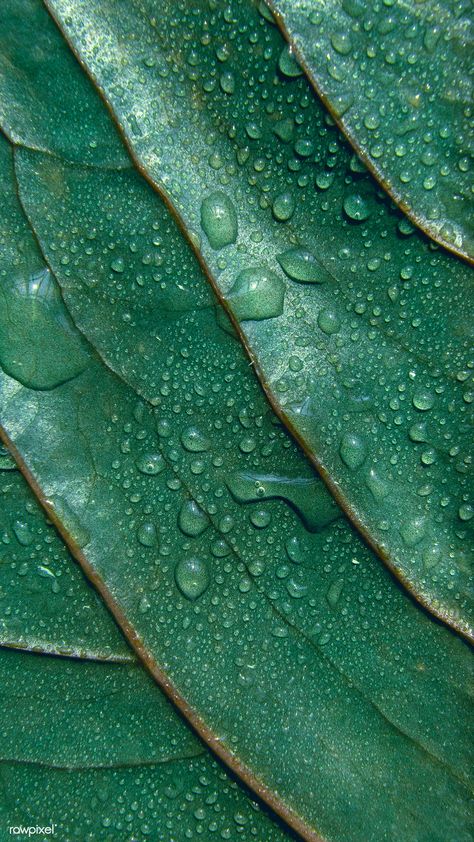 Green leaf textured background with droplets of water | premium image by rawpixel.com / kwanloy Elephant Iphone Wallpaper, Macro Food Photography, Droplets Of Water, Plant Texture, Green Cosmetics, Food Texture, Best Nature Wallpapers, Natural Patterns, Nature Wallpapers