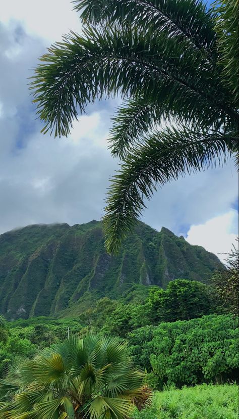 photography of the mountain and greenery background Hawaii Green Aesthetic, Places In Hawaii To Visit, Island Nature Aesthetic, Summer Aesthetic Hawaii, Hawaii Mountains Aesthetic, Living In Hawaii Aesthetic House, Hawaii Widgets, Hawaii Pfp, Island Vibes Aesthetic