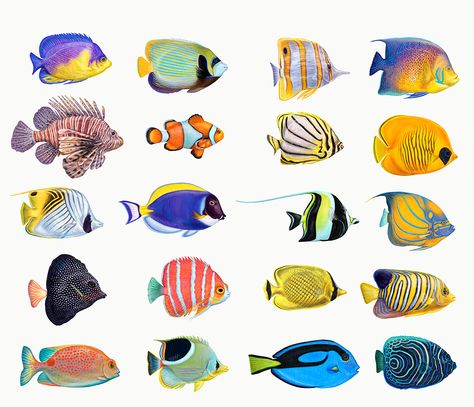 Angelfish Aquarium, Easy Pencil Drawing, Leaves Drawing, Blue Tang, Drawn Fish, 귀여운 음식 그림, Fish Artwork, Sea Life Art, Fish Vector