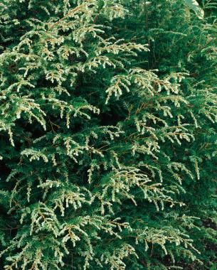 Conifers for Shade--Gentsch White’ hemlock (Tsuga canadensis ‘Gentsch White’) Zone 4–8 (another guide says 3-7);  new growth is white so brightens shade areas; provides contrast to dark greens, pest-free & immune to woolly adelgid; 4' tall & wide small fits under taller trees or shrubs, 1-3" growth/yr; prefer little morning sun & well-drained soil. Tolerates deer. Conifers For Shade, Evergreen Gardens, Small Garden Shrubs, Tsuga Canadensis, Evergreens For Shade, Guest Beds, Conifers Garden, Shade Shrubs, Evergreen Garden