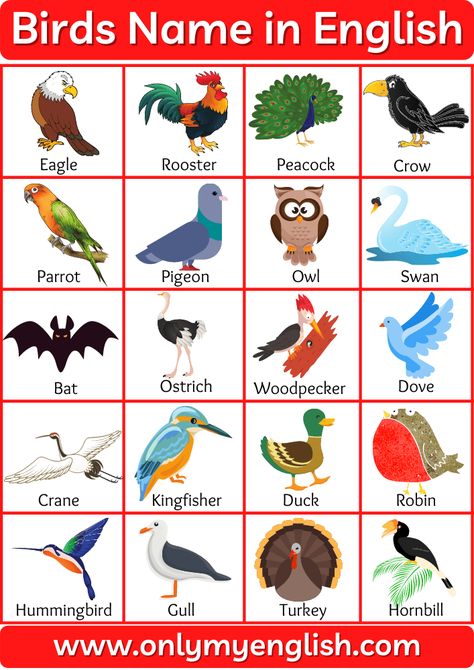 Birds Name: List of a Bird name in English with Pictures » onlymyenglish Types Of Birds Preschool, Birds Chart For Preschool, Birds Worksheets For Kids, Birds Types, Birds Chart, Type Of Birds, Birds Name List, Picture Of Birds, Kids Learning Charts