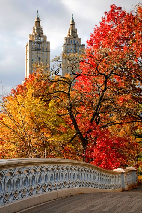 Central Park in the fall is stunning. The air is cool and crisp, the leaves are bright red, orange and yellows. Here’s a guide to fall foliage spots and activities in Central Park in the fall. Trees In Fall Autumn, Autumn In Central Park, Autumn In Central Park Nyc, Central Park In Autumn, Central Park Bethesda Terrace, Autumn In America, Nyc In Fall Aesthetic, New York Aesthetic Central Park, September In New York