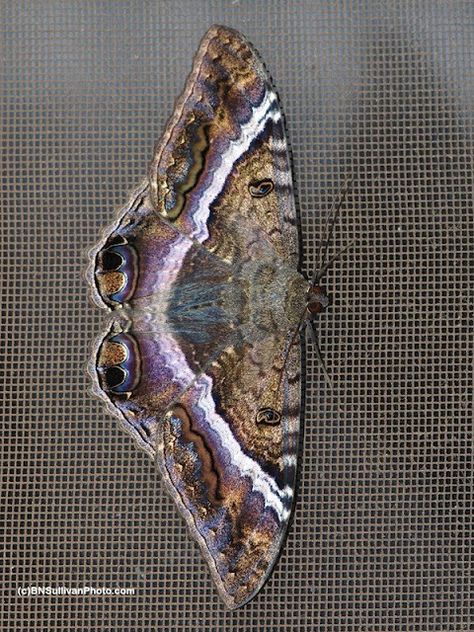 Female Black Witch Moth (Ascalapha odorata) - photographed in Hawaii by B N Sullivan Black Witch Moth, Interesting Bugs, Witch Moth, Beautiful Moths, Large Moth, Colorful Moths, Insect Photos, Moth Art, Morpho Butterfly