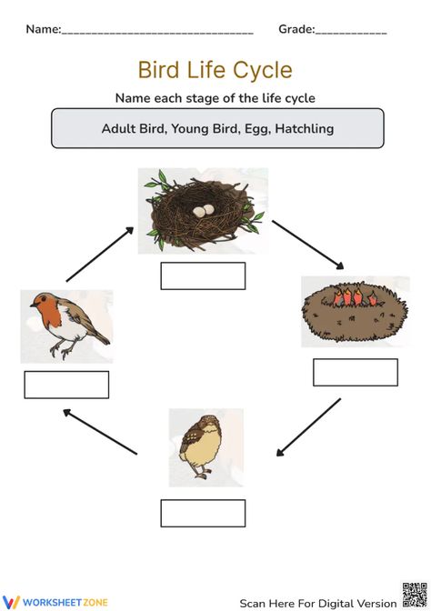 Help students explore the basic stages of a bird life cycle through this engaging worksheet. Write the correct term into each label. You also can play interactive at our website. Let's check it out! #science #scienceworksheets #birdlifecycle #livingthings #animalslifecycle #lifecycle #stages #lifecycleofabird #birds #printables #worksheet #kidsactivities #birdlifecycleforkids #diagrams #interactive Life Cycle Of A Bird, Bird Life Cycle, Life Cycle Worksheet, Birds For Kids, Explanation Text, Science Worksheets, Life Cycle, Science Activities, Life Cycles