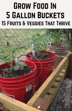 Plastic Container Gardening, Tomato In Bucket, Planting Tomatoes In 5 Gallon Buckets, Growing Tomatoes In 5 Gallon Buckets, Gardening In Buckets, Bucket Vegetable Gardening, Five Gallon Bucket Garden, Bucket Gardening 5 Gallon Stand, 5 Gallon Bucket Planter Ideas