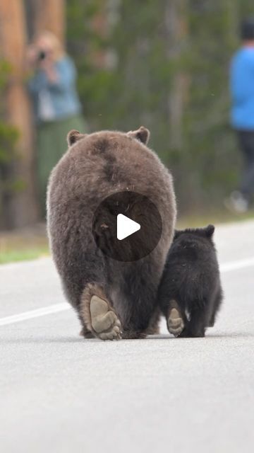 Pubity on Instagram: "At 27 years old she is the oldest known grizzly bear to have cubs in the greater Yellowstone ecosystem. 🐻  (@jeffbernhard_com via Viralhog)  - #bear #grizzly #grizzlybear #bearsofinstagram🐻 #pubity #wildlife" Grizzly Bear Cub, Black Bear Cub, Grizzly Bears, Bear Cub, Bear Paws, 27 Years Old, Bear Cubs, Grizzly Bear, Black Bear