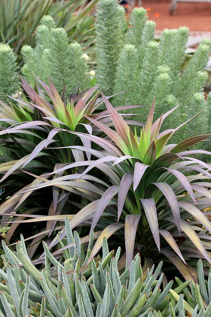 Love the graphic nature of these plants - makes me wish I lived in a warmer climate! Drought Tolerant Garden, Waterwise Garden, Drought Tolerant Landscape, Dry Garden, Succulent Gardening, Desert Garden, Blue Boy, Plants Garden, Plant Combinations