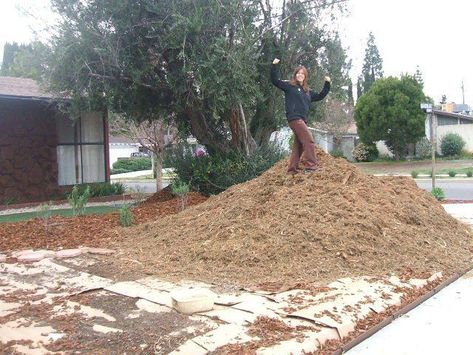 Picture of Free Mulch Grass Covering Ideas, No Grass Front Yard Lawn Alternative, No Water Landscaping, Grass Free Backyard, No Grass Landscaping, Grassless Backyard, No Grass Backyard Ideas, Backyard Grass Alternative, Grass Backyard