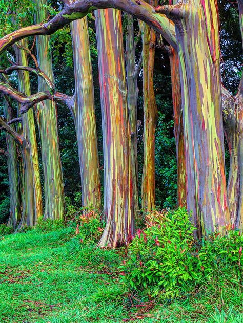 Eucalyptus Deglupta, Rainbow Eucalyptus Tree, Rainbow Eucalyptus, Weird Trees, Eucalyptus Trees, Rainbow Tree, Sacred Tree, Eucalyptus Tree, Fast Growing Trees