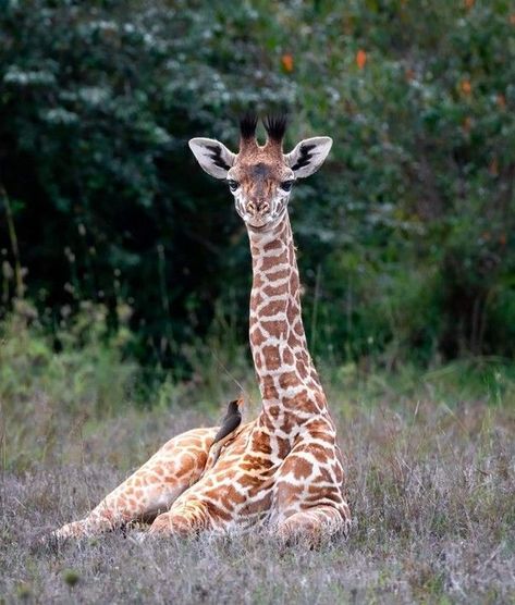 Here are a few interesting facts about the giraffes' sleeping/resting habits: 1. Giraffes don't need much sleep -- only about 30 minutes a day for an adult. 2. They split their sleep into naps of approximately 5 minutes at a time and they usually can't reach deep sleep. 3. Sometimes the young ones will turn their neck and rest their head on their back as if it's a pillow, while adults can -- sleep standing up. 4. When sitting down, they do so by folding their legs underneath their bodies. The Young Ones, Deep Sleep, Giraffes, Interesting Facts, A Pillow, Facts About, 30 Minutes, Fun Facts, Split