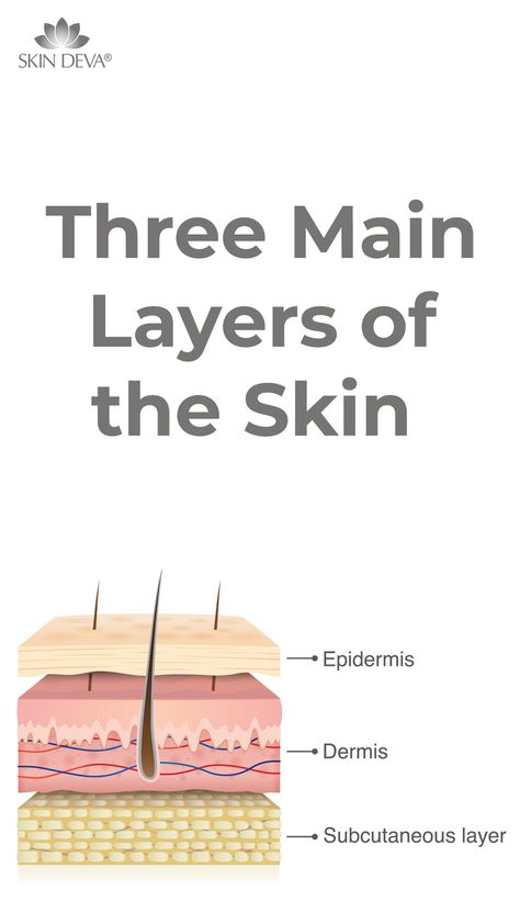 Skin Diagram Anatomy, Skin Layers Anatomy Project, Dermis Layers, Epidermis Layers, Structure Of Skin, Skin Knowledge, Human Body Vocabulary, Layers Of The Skin, Skin Type Test