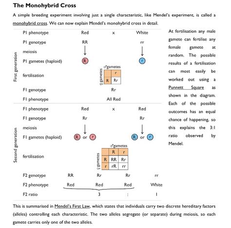 Monohybrid cross. Monohybrid Cross, Population Genetics, Punnett Squares, Blood Types, Biology Worksheet, Biology Facts, Grade 12, Cell Structure, Teaching Biology