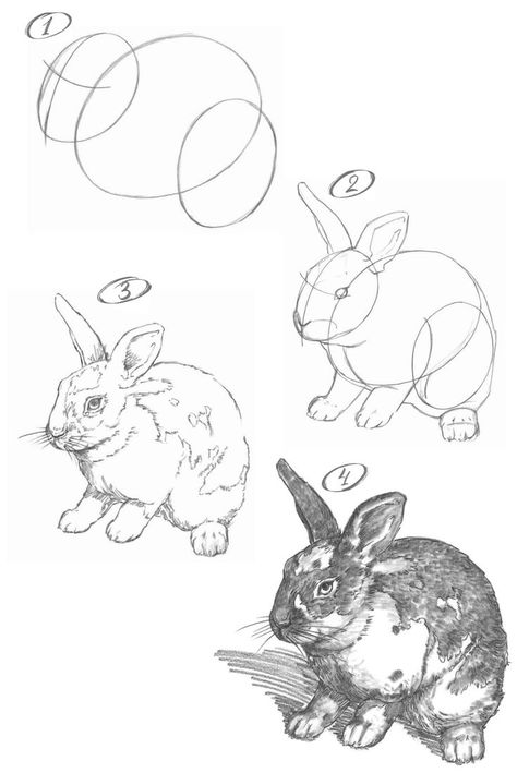 How to draw a rabbit. Step-by-step tutorial. How To Draw A Rabbit Step By Step Easy, How To Draw A Rabbit Step By Step, How To Draw Bunnies, Drawing Tutorial Animals, How To Draw A Bunny Step By Step, How To Draw A Rabbit, How To Draw A Bunny, Rabbit Drawing Tutorial, How To Draw Rabbit